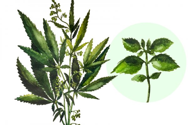 Кракен шоп зеркало